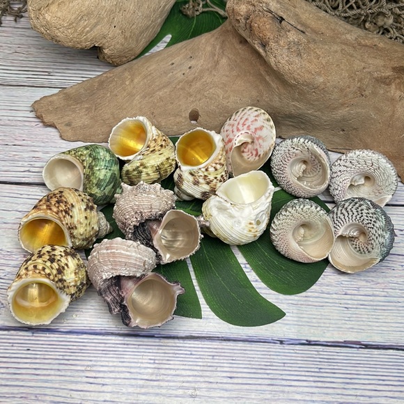 13 Assorted Turbo / Top / Delphinium Seashells Hermit Crabs Changing Nautical - Picture 7 of 12
